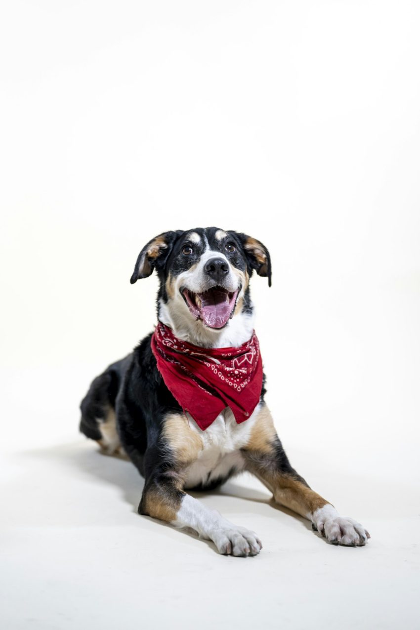 Dog wearing a bandana