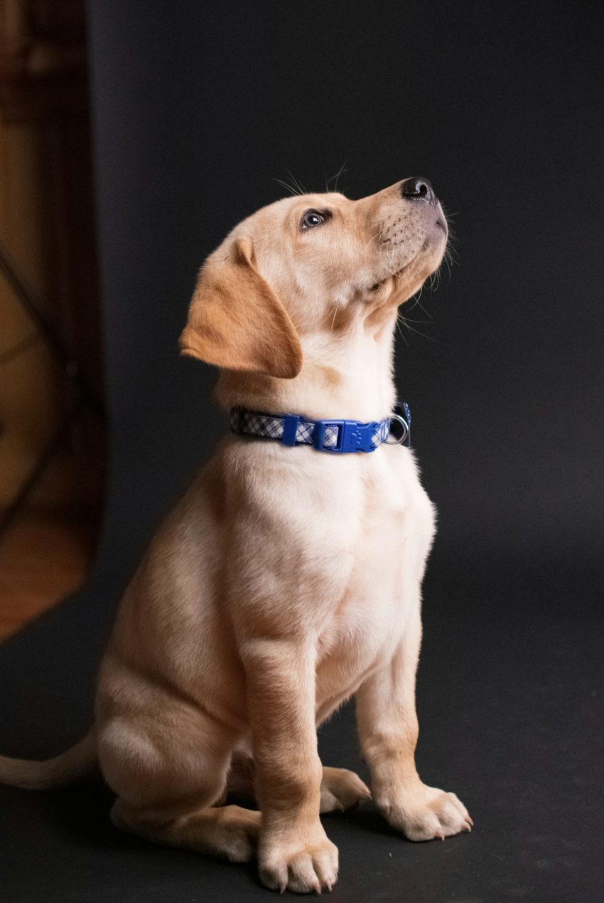 Dog wearing a collar
