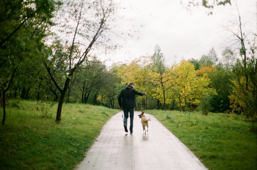 Dog on a leash during a walk